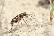 basterdzandloopkever (cicindela hybrida) 6-2008 1213